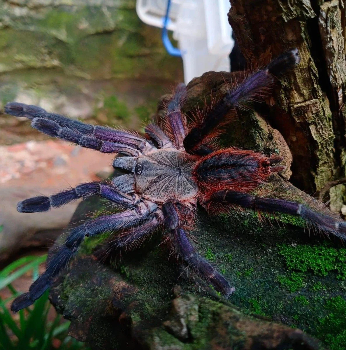 ornithoctoninae-sp-phan-cay-red.jpeg