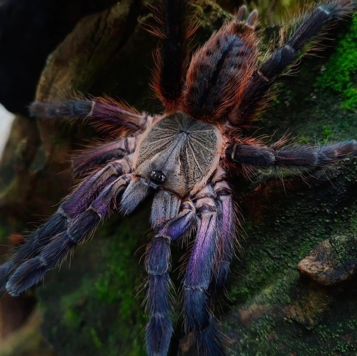 ornithoctoninae-sp-phan-cay-red-2.jpeg