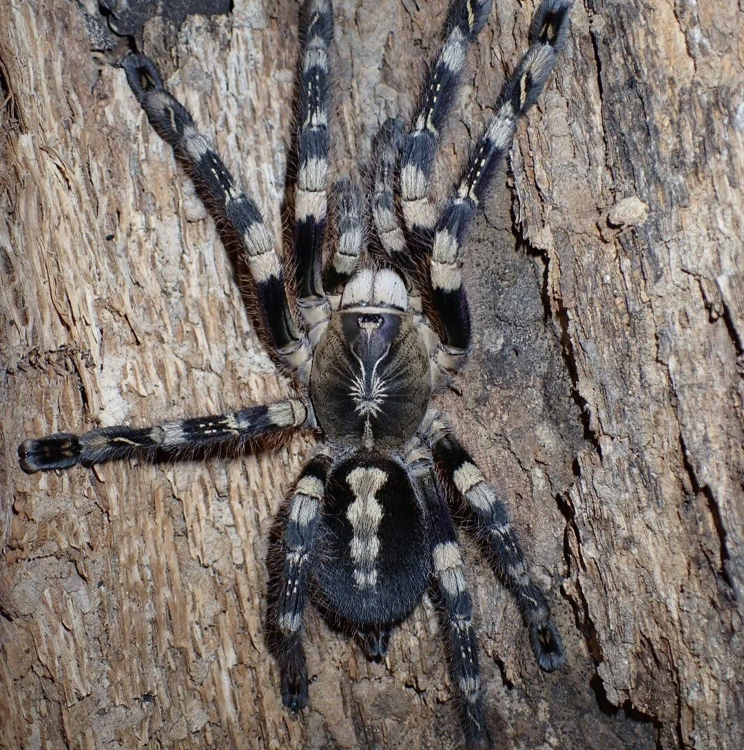poecilotheria-subfusca-lowland.jpg