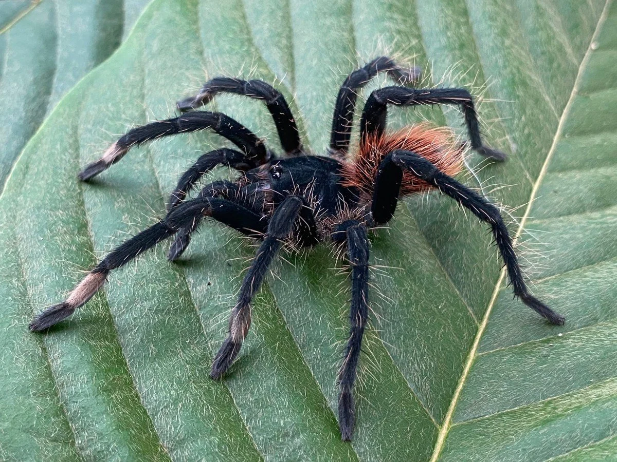 pamphobeteus-skis-white-metatarsus-birdeater.jpg