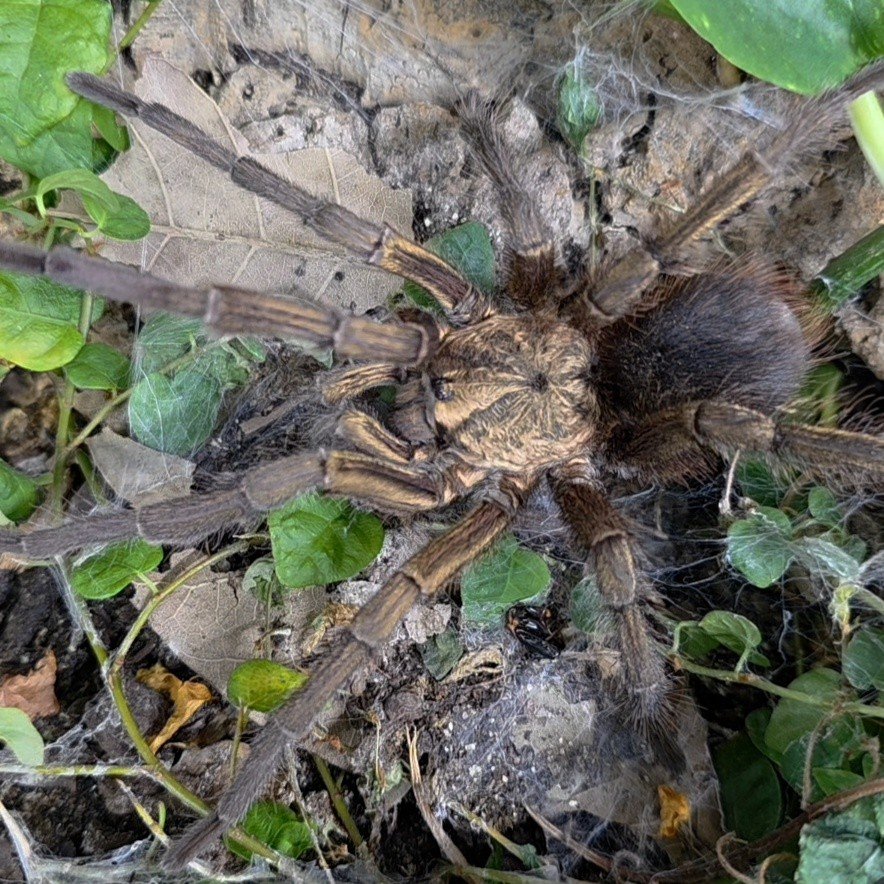 Phormictopus auratus (Mature) Adult Male