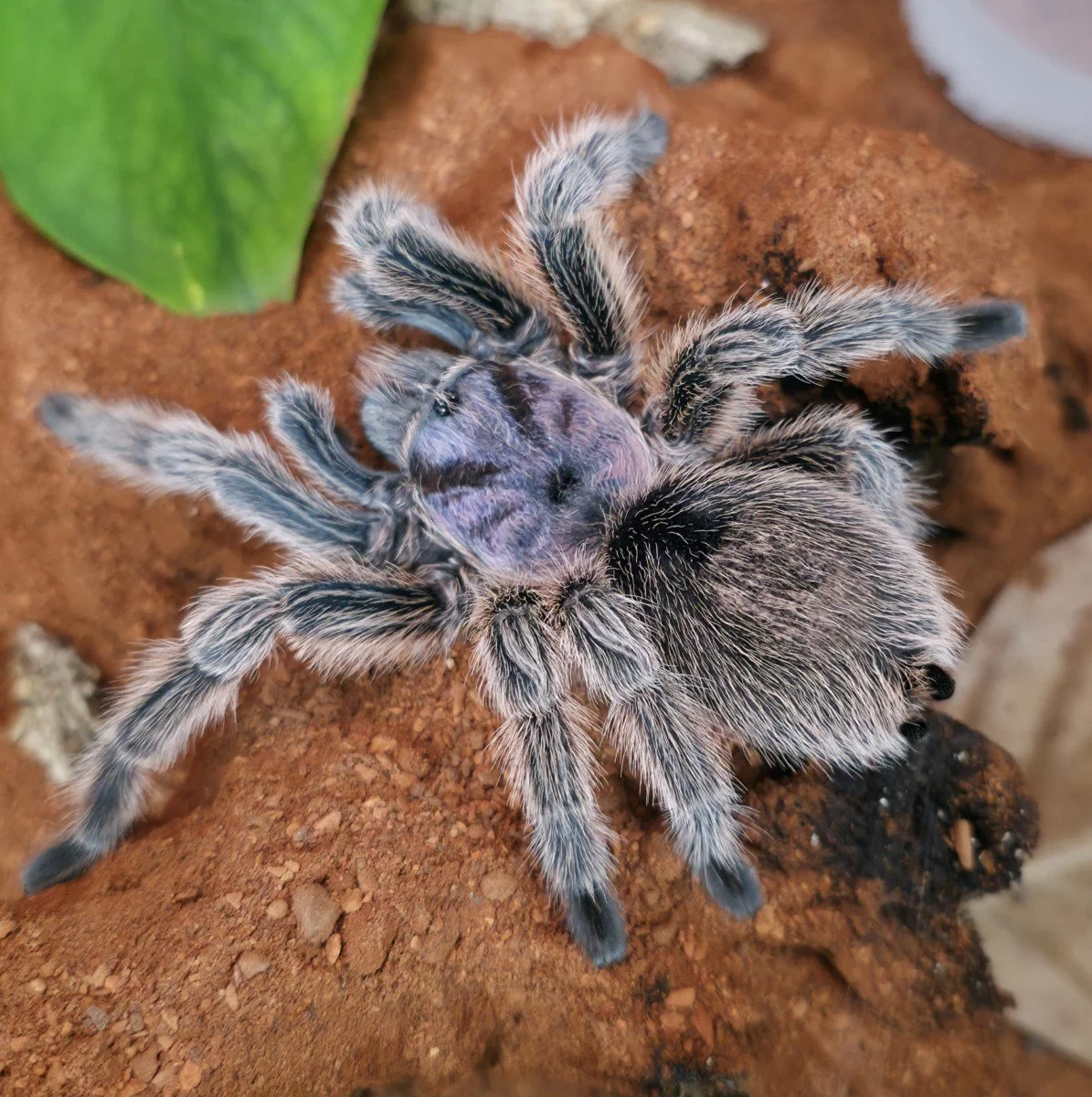 grammostola-rosea-4.jpg