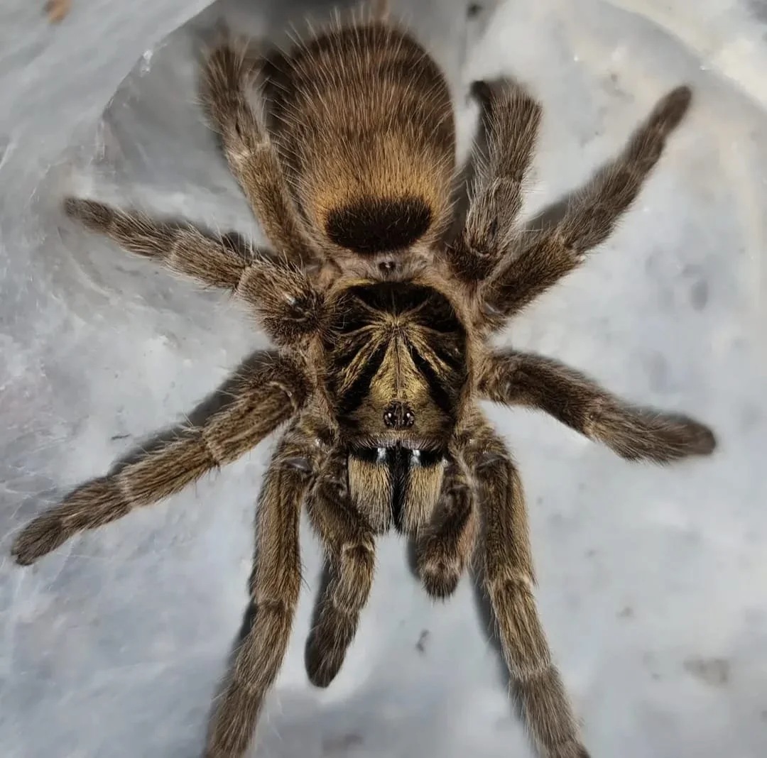 Neoholothele incei Adult Female Tarantula