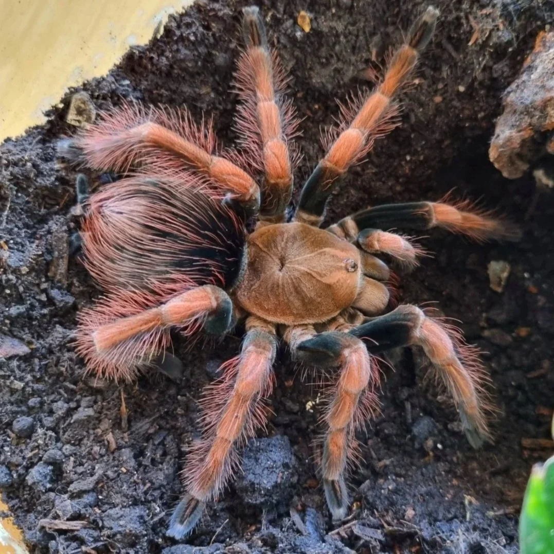 pamphobeteus-sp-light-2.jpg