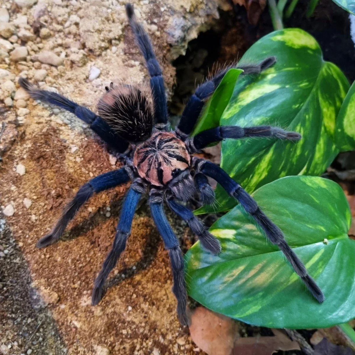 xenesthis-sp-blue.jpg