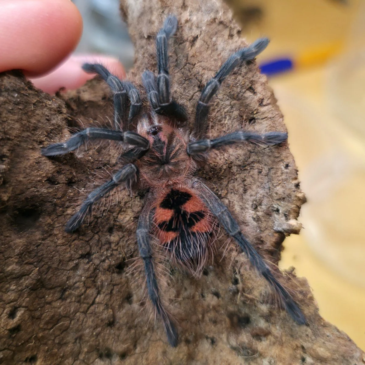 Pamphobeteus sp. Machalla (Purple Bloom) Juvenile Female 6-7cm