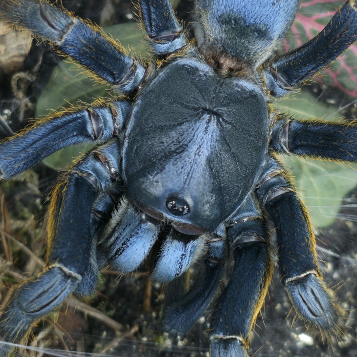 ornithoctoninae-sp-vietnam-silver.jpg