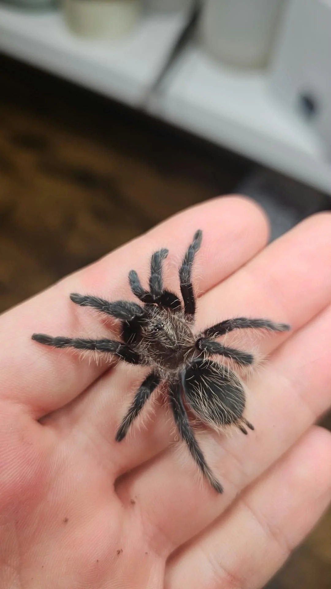Tliltocatl albopilosus (Nicaraguan Curly Hair) Juvenile Male 7-8cm