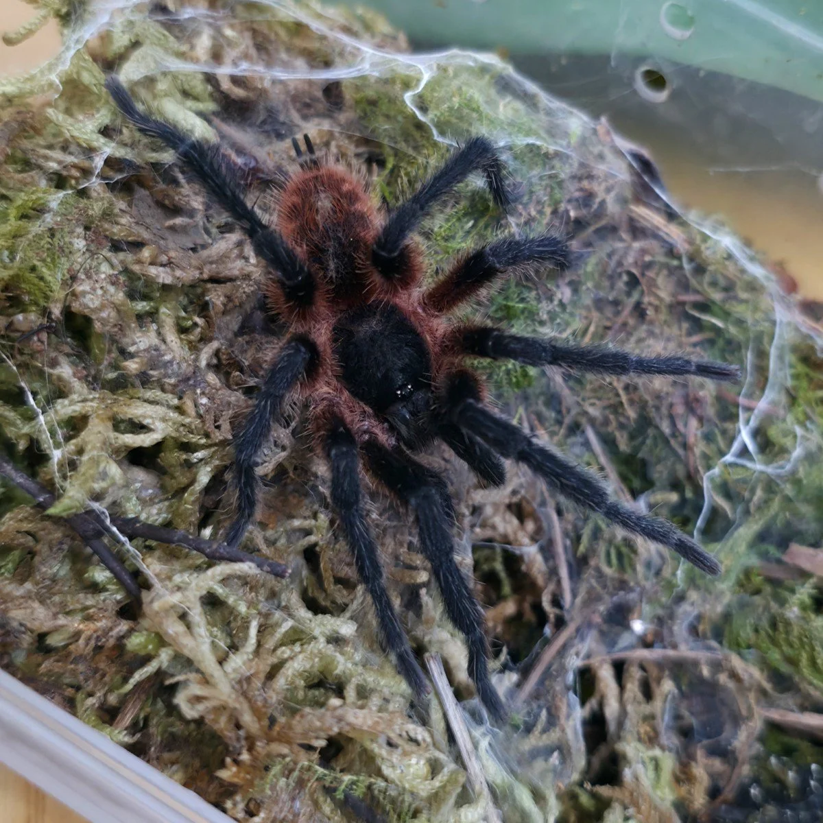 Davus sp. Panama (Mature) Adult Male