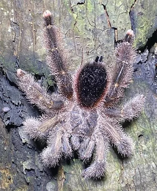 avicularia-sp-huriana.jpeg