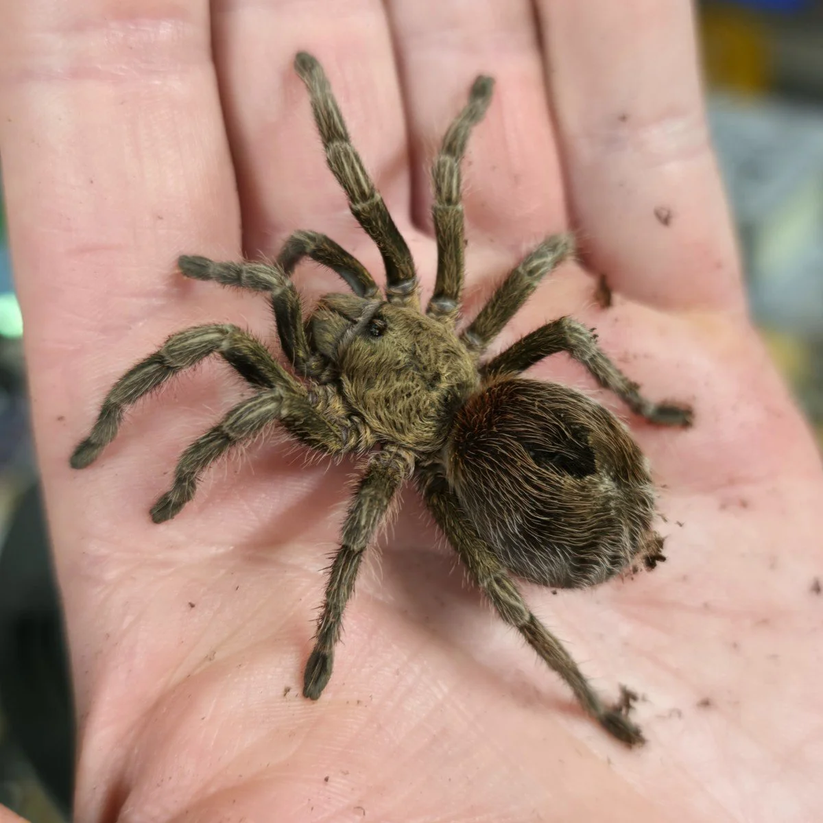 Euathlus manicata Green Sub-Adult Female