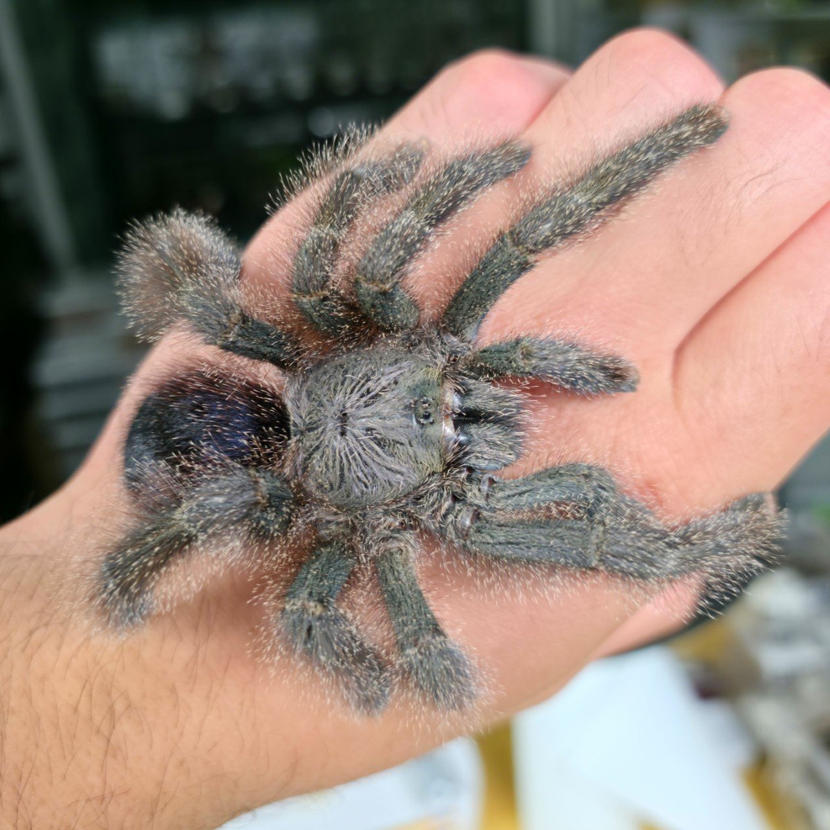 avicularia-sp-shuariana-ecuadorian-shuariana-pinktoe-2.jpg