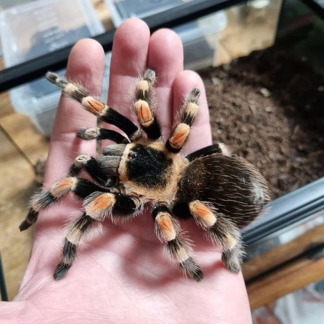 brachypelma-hamorii-mexican-red-knee.jpg