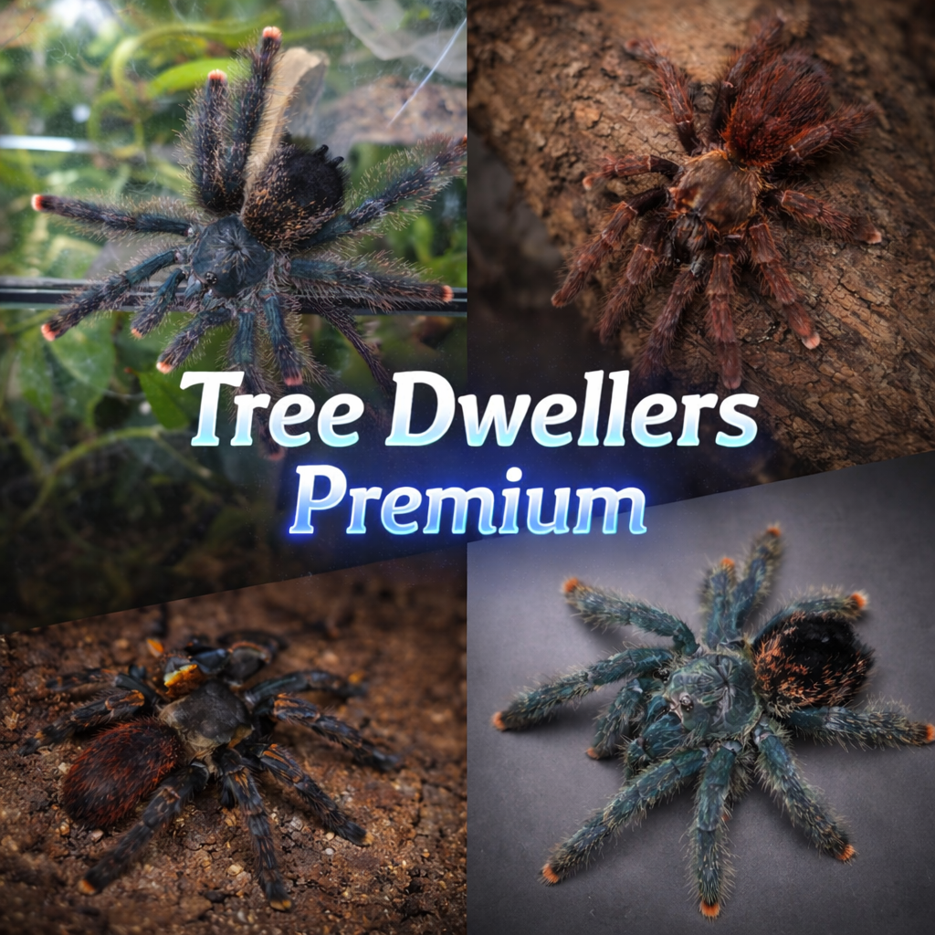 tree-dwellers-premium-bundle.png