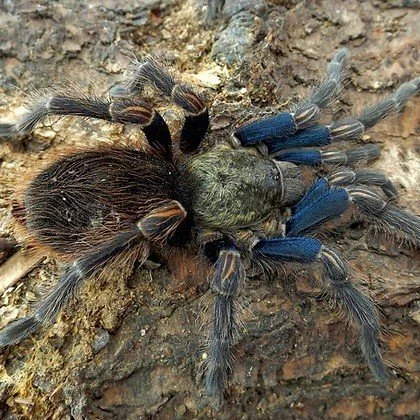 Euathlus sp. Turculentus Blue Sling 0.5-1cm