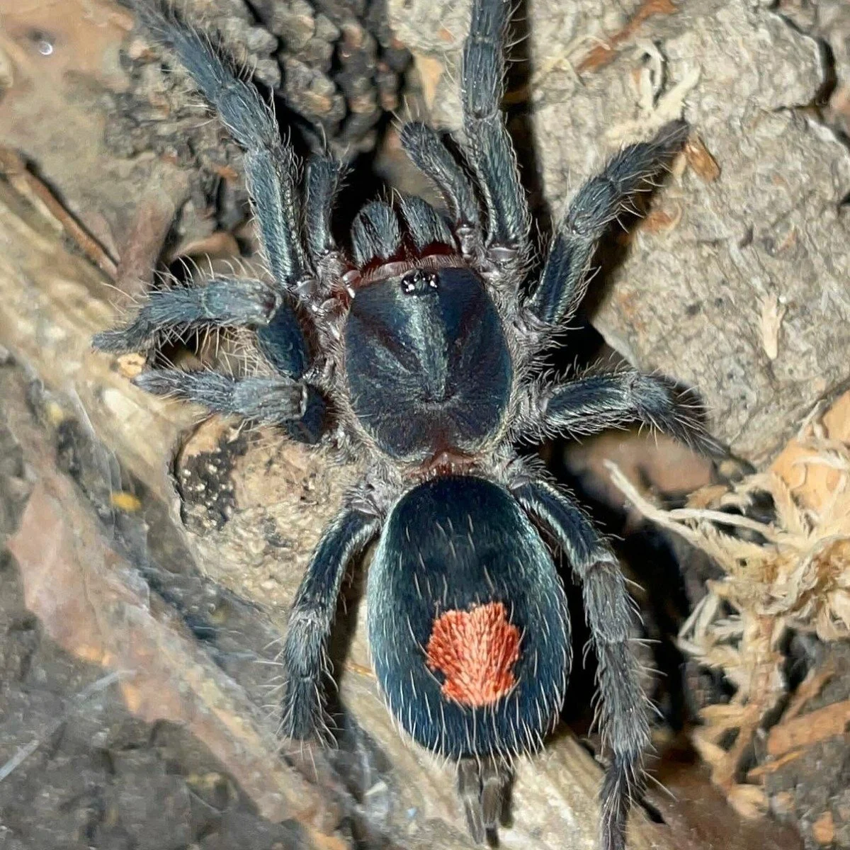 Cyriocosmus sp. Oronegro Sling 1cm