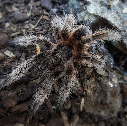 Euathlus bronce Sling 0.5-1cm