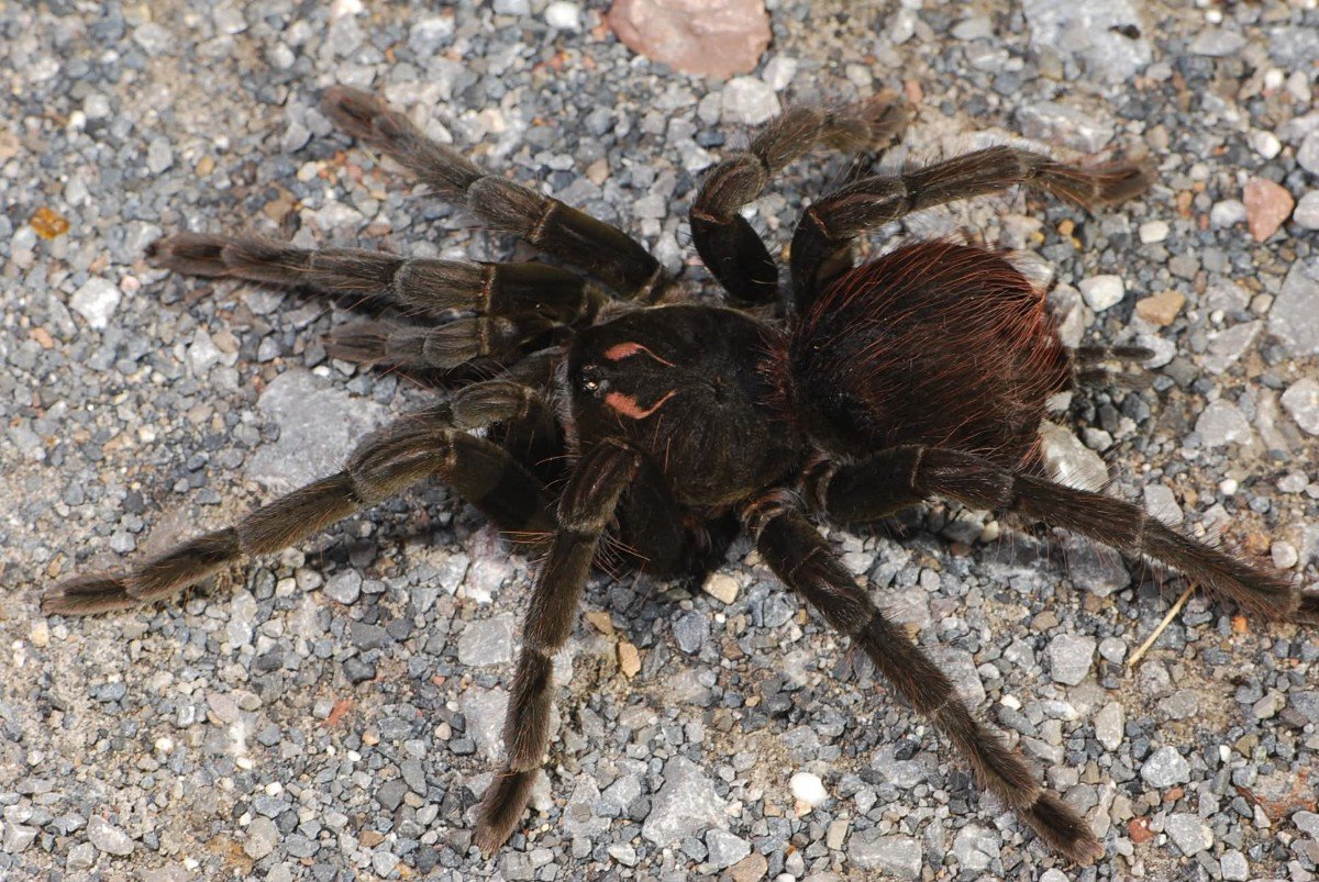 pamphobeteus-sp-nopa-2.jpg