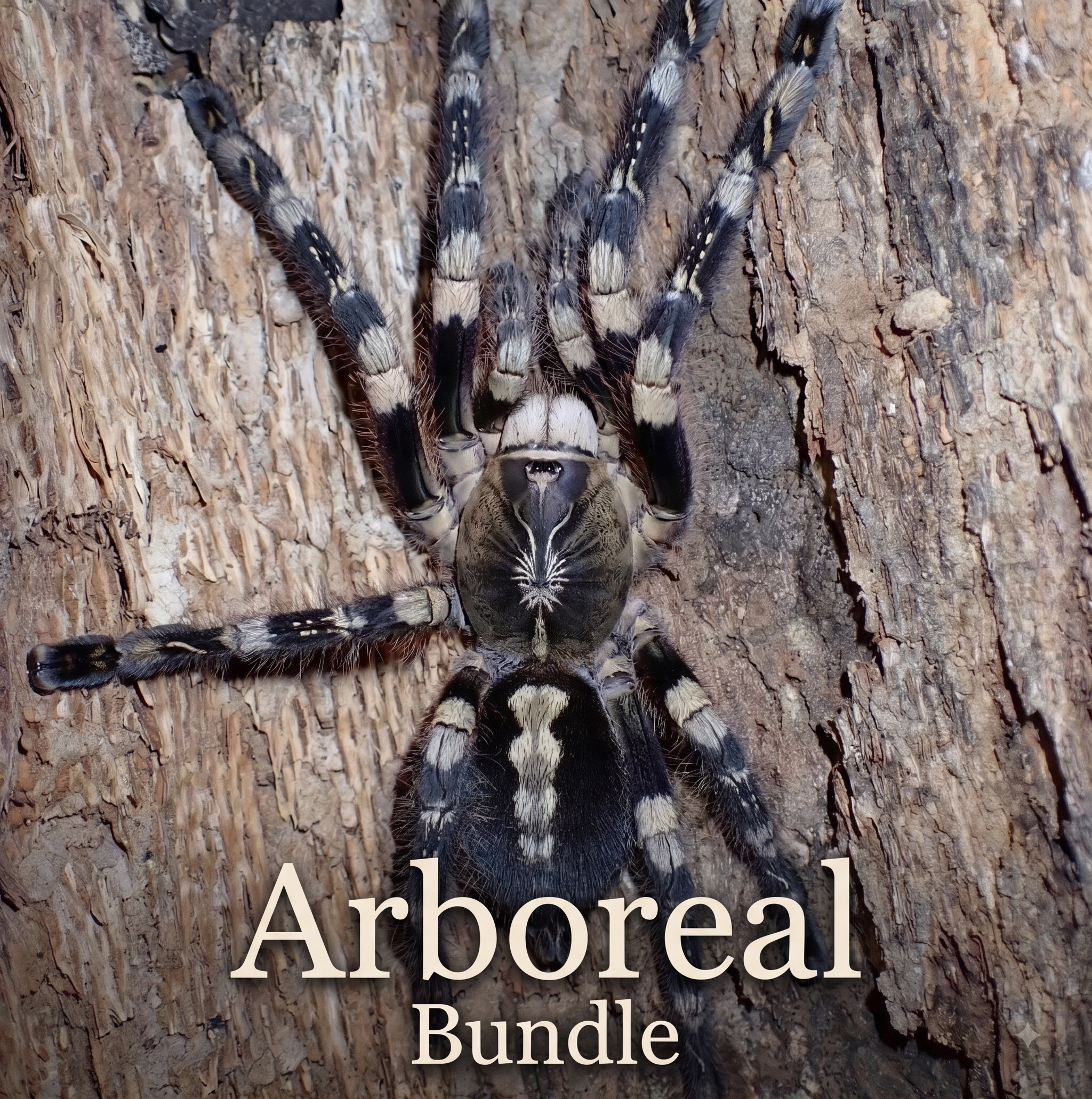 Arboreal (Bundle) Sling