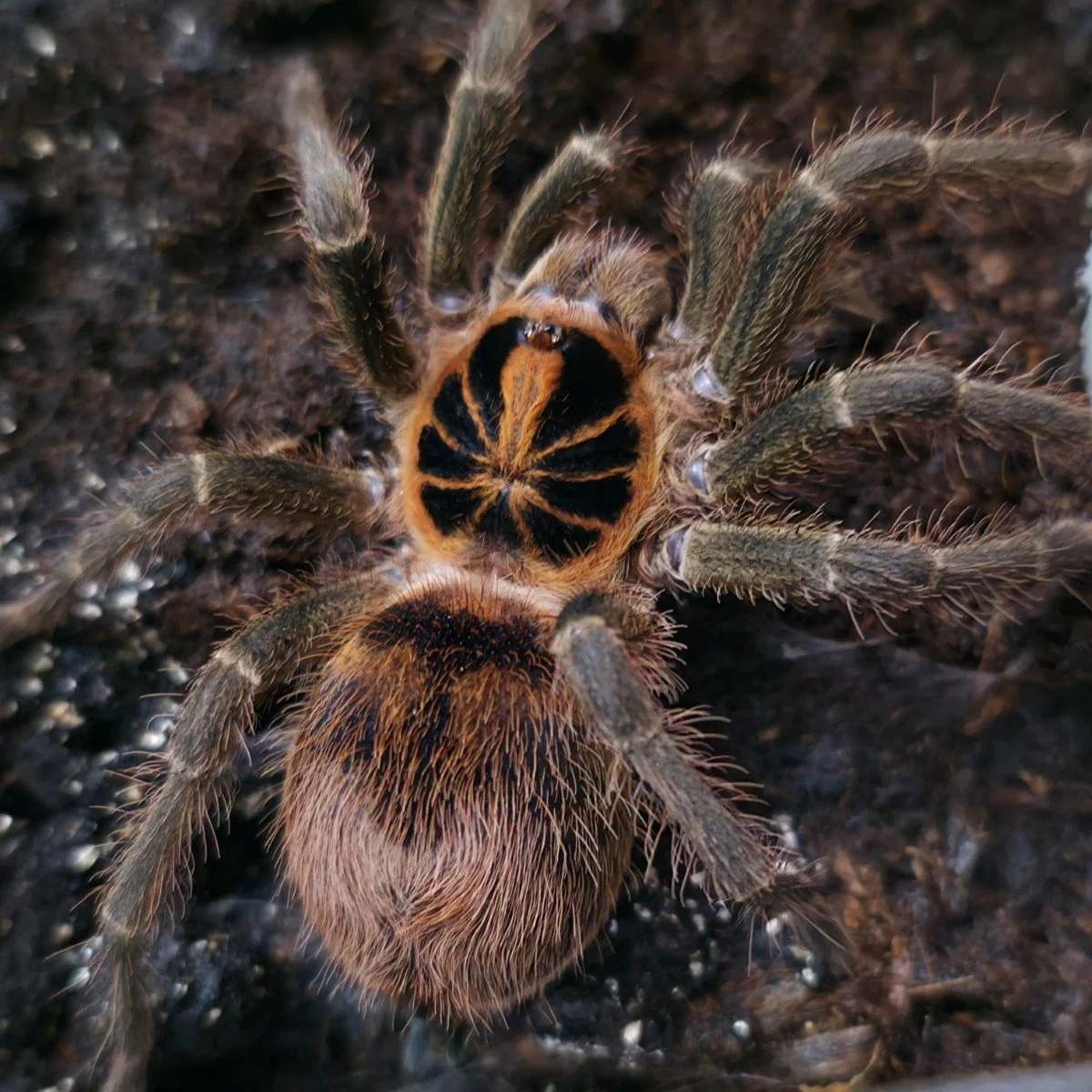Theraphosidae sp. Colombia Adult Female