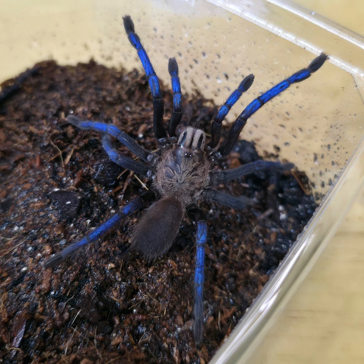 birupes-simoroxigorum-neon-blue-legbirupes-simoroxigorum-neon-blue-leg.jpg