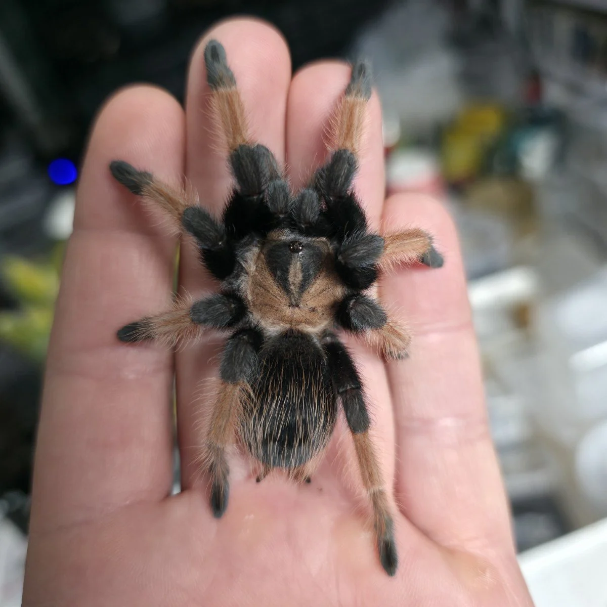 brachypelma-emilia-mexican-redleg-3.jpg