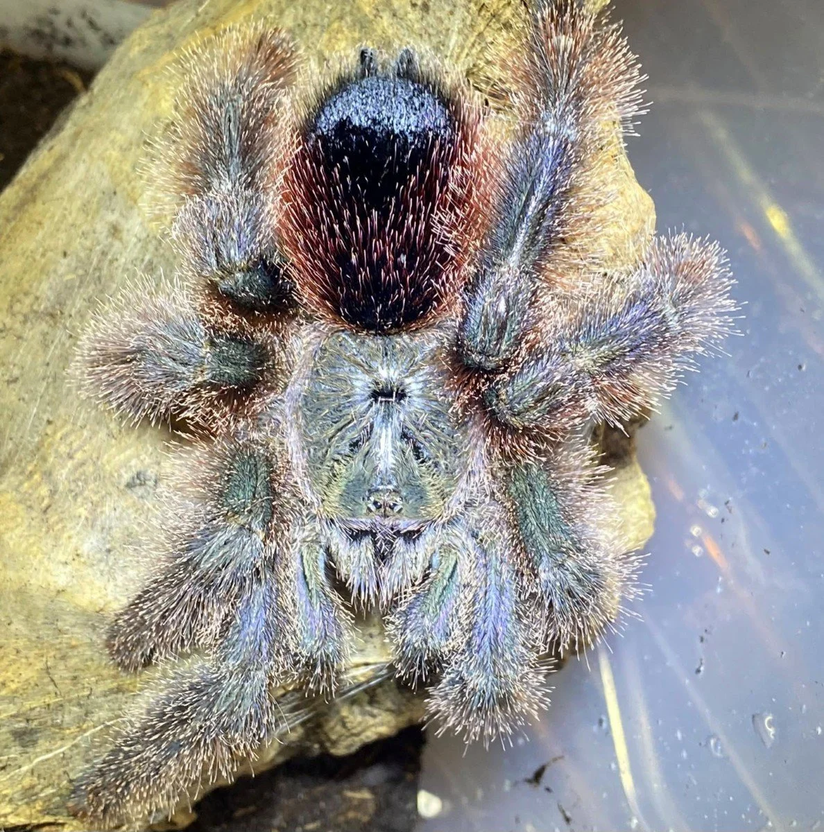avicularia-sp-shuariana-ecuadorian-shuariana-pinktoe.jpg