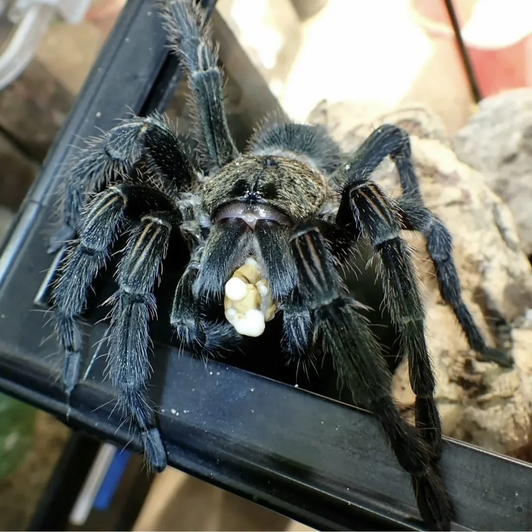 Ewok Pruriens Adult Female Tarantula