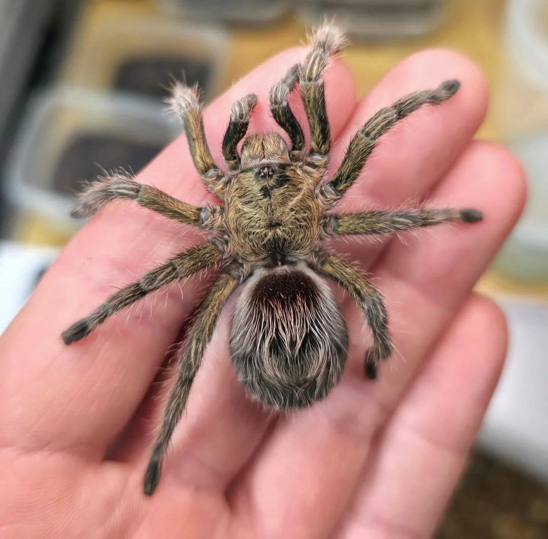 Euathlus manicata Green Sub-Adult Female