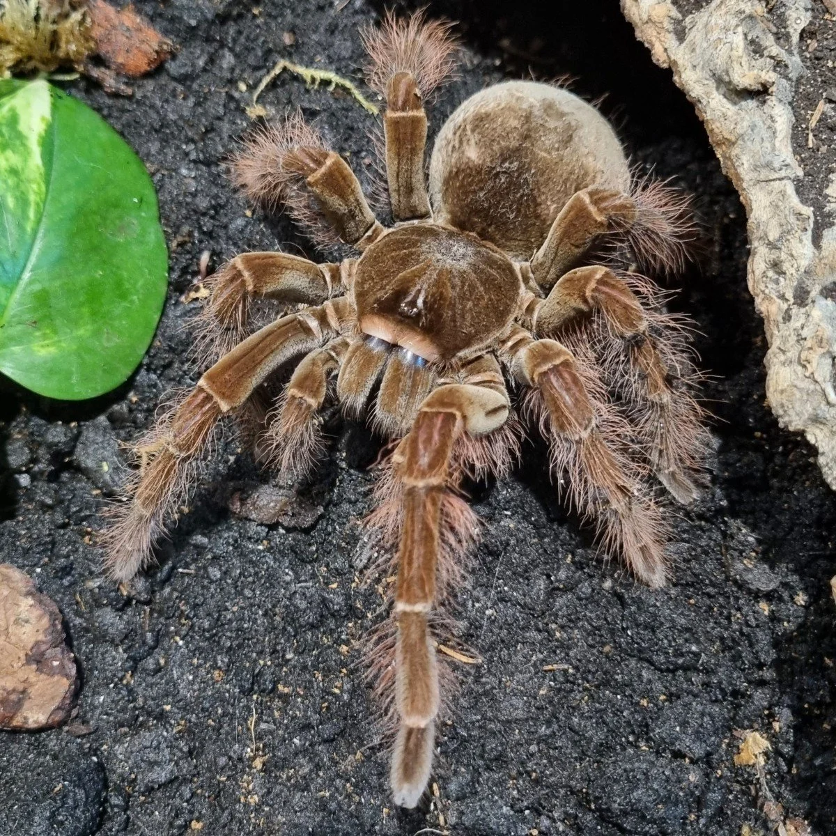 Theraphosa blondi (Goliath Birdeater) Adult Female