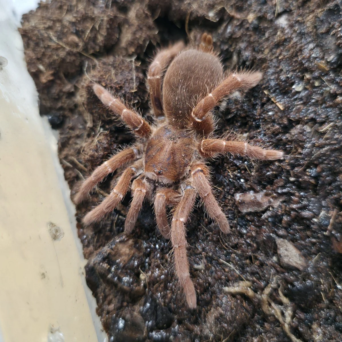 pelinobius-muticus-king-baboon-2.jpg
