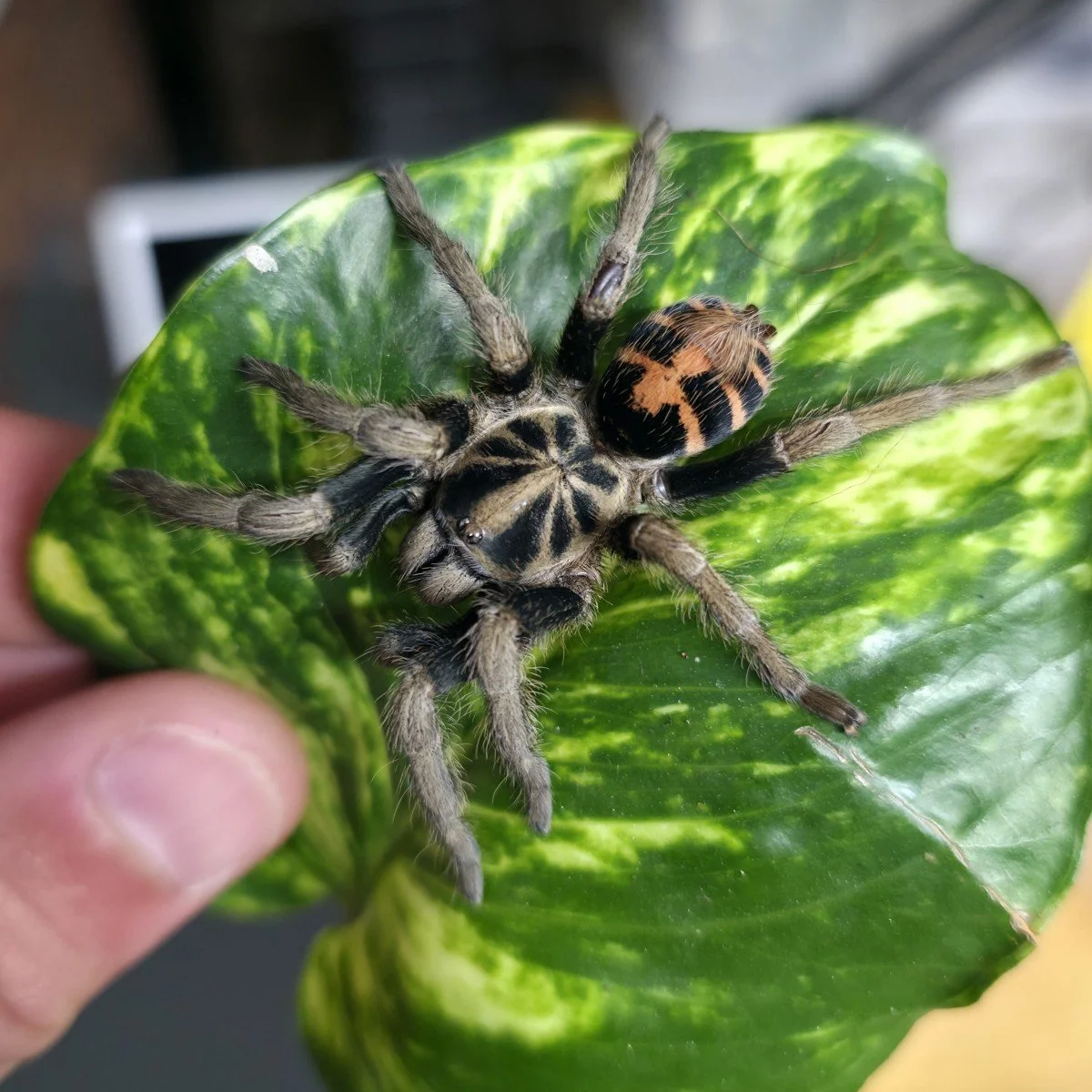 Davus sp. Chiapas Adult Female