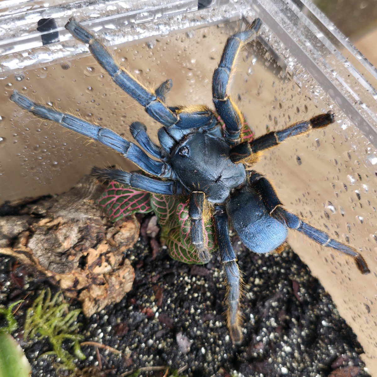 ornithoctoninae-sp-vietnam-silver-4.jpg