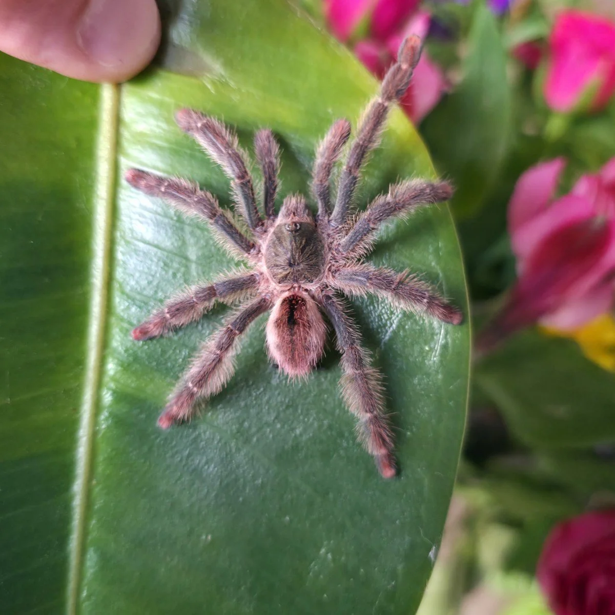 Iridopelma sp. Rosa Semi-Adult Female