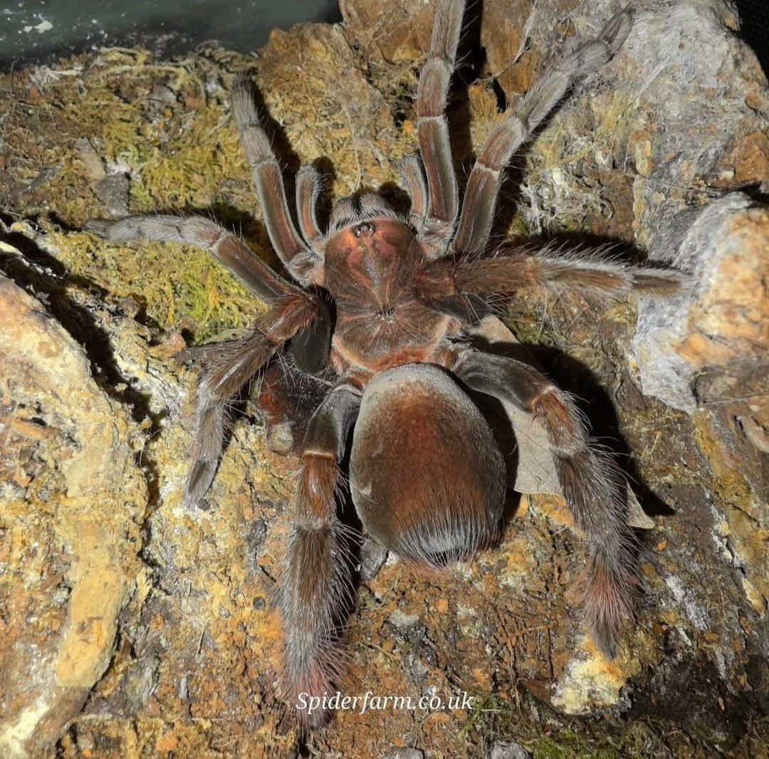 Pamphobeteus sp. Conani Sub-Adult Female