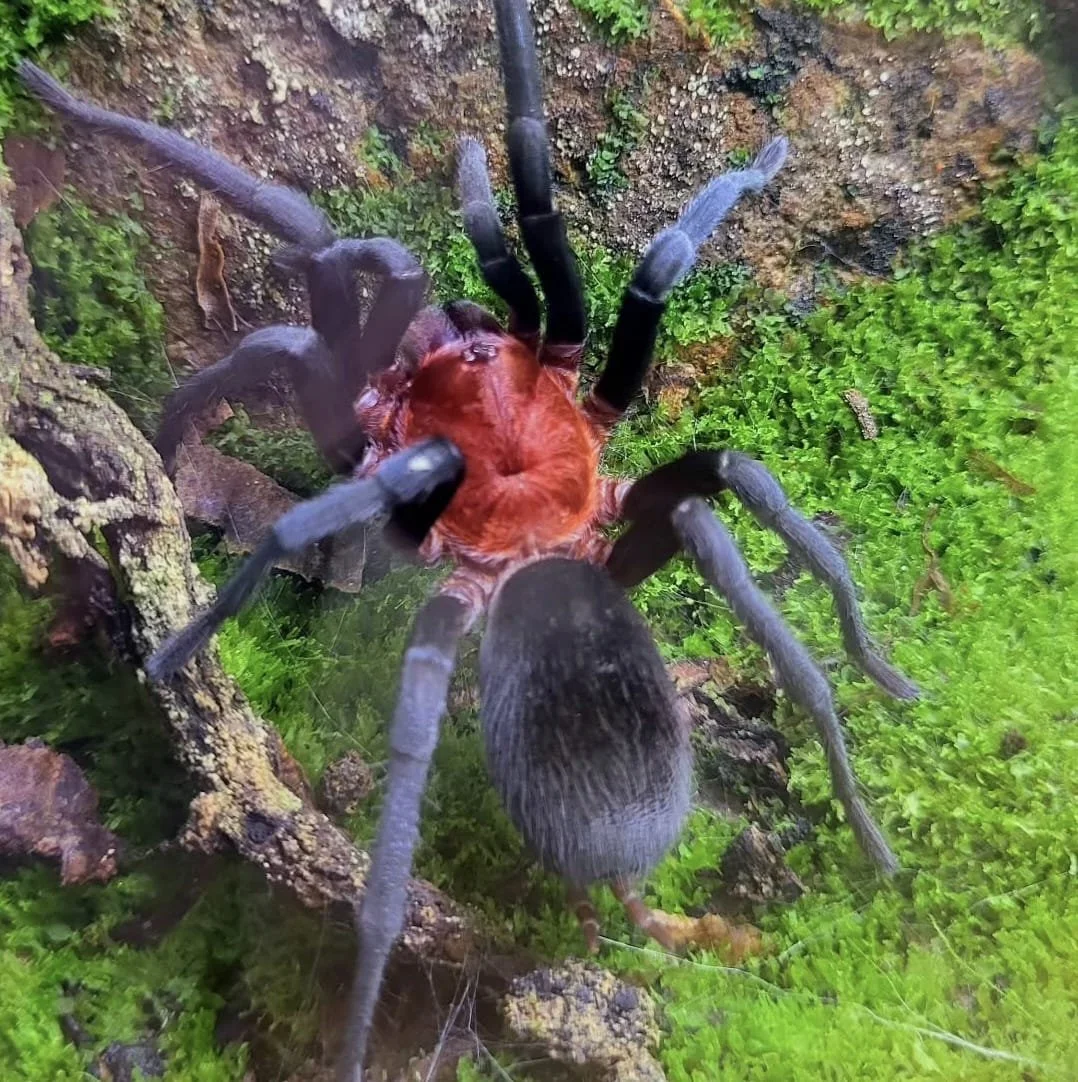 bumba-horrida-2.jpeg (Copy)