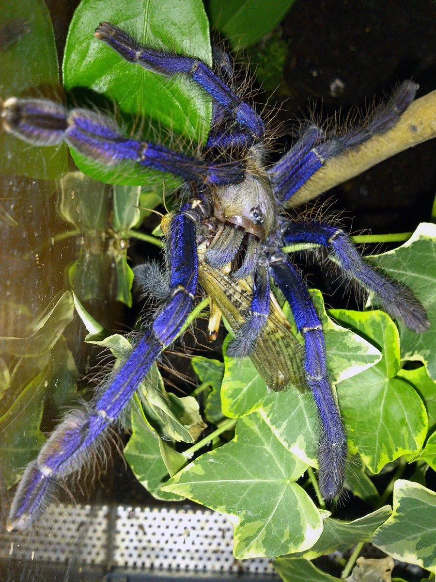 Omothymus violaceopes (Singapore Blue) Juvenile Female 7cm