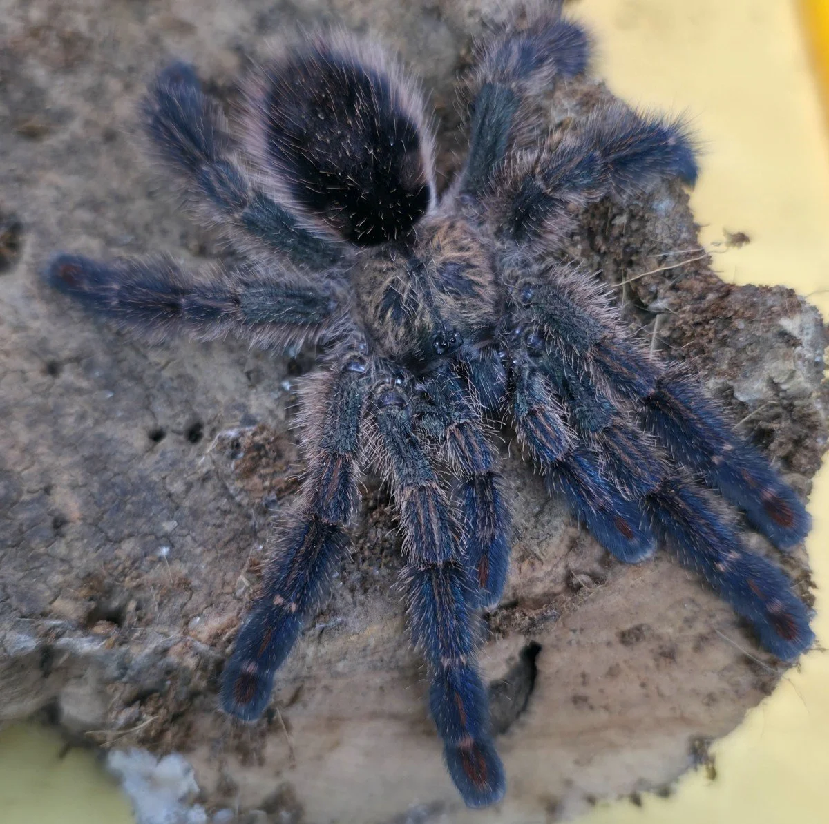 Ybyrapora diversipes (Amazon Sapphire Pink Toe) Sling 1-2cm