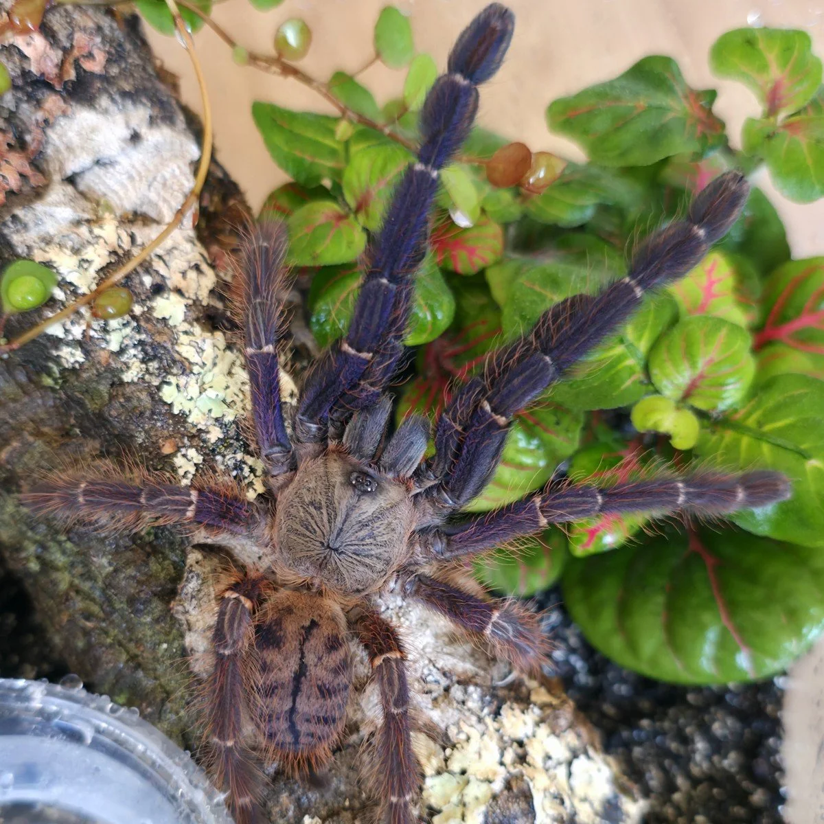 Phormingochilus sp. Sabah Blue Semi-Adult Female