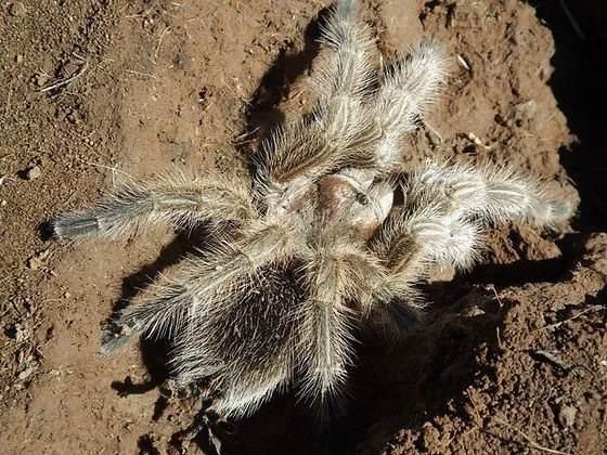 Grammostola sp. North Sling 1-1.5cm