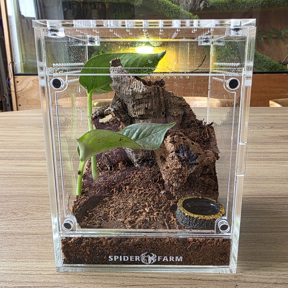 Arboreal Acrylic Enclosure (12W x 12D x 15H cm)