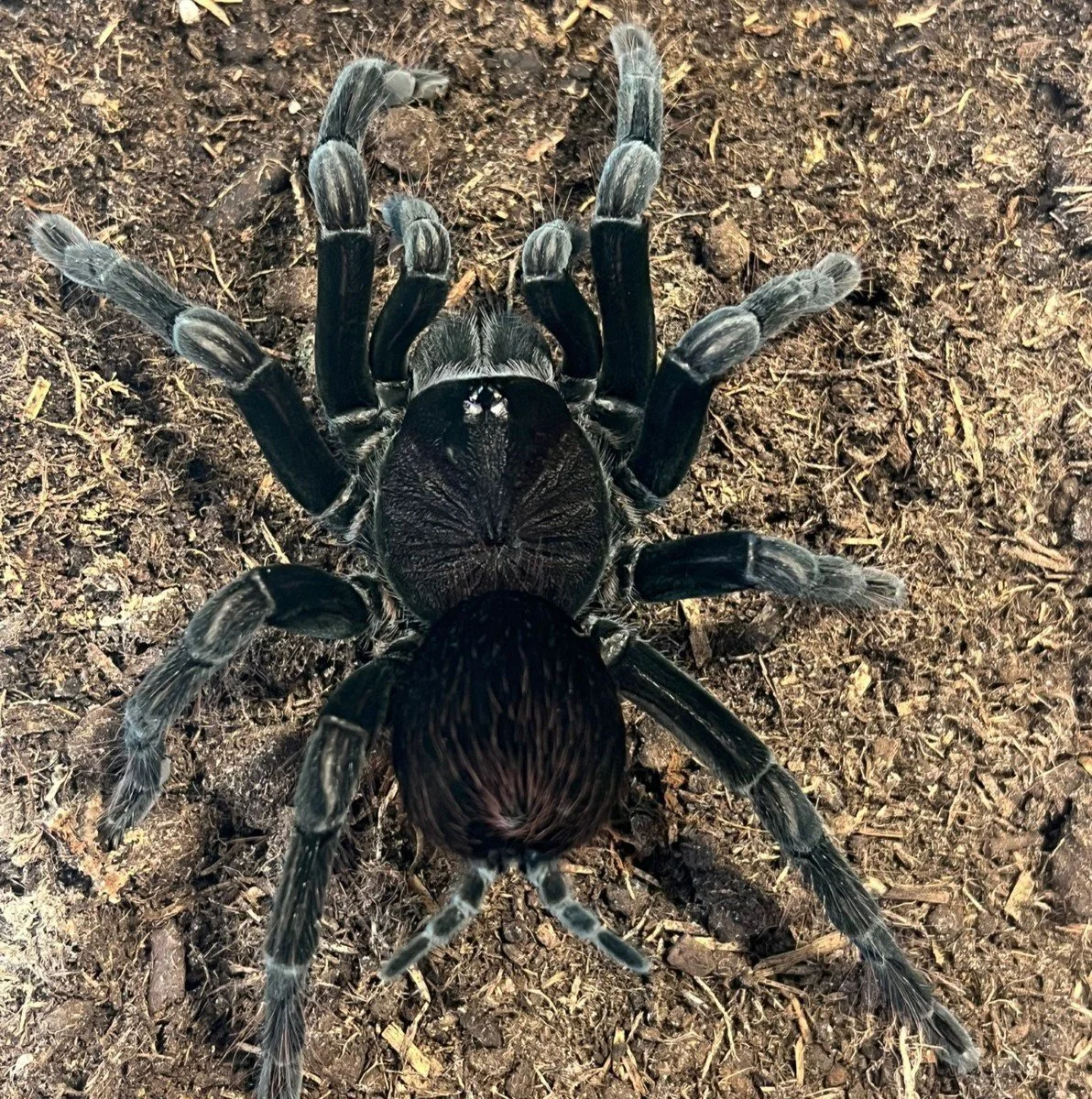 pamphobeteus-sp-santo-domingo-big-santo-domingo-giant.jpg