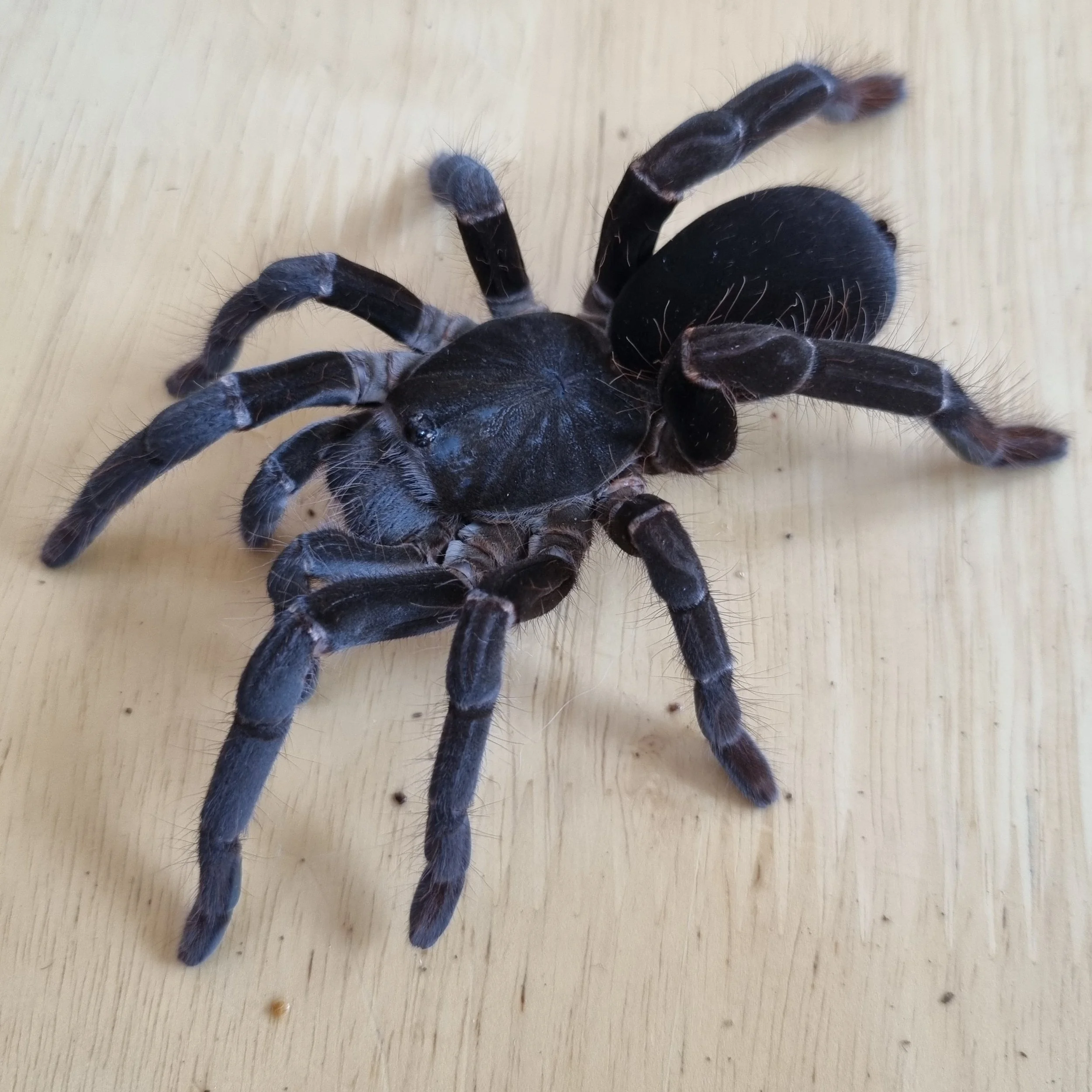 Hysterocrates gigas (Cameroon Red Baboon) Sling 1-2cm