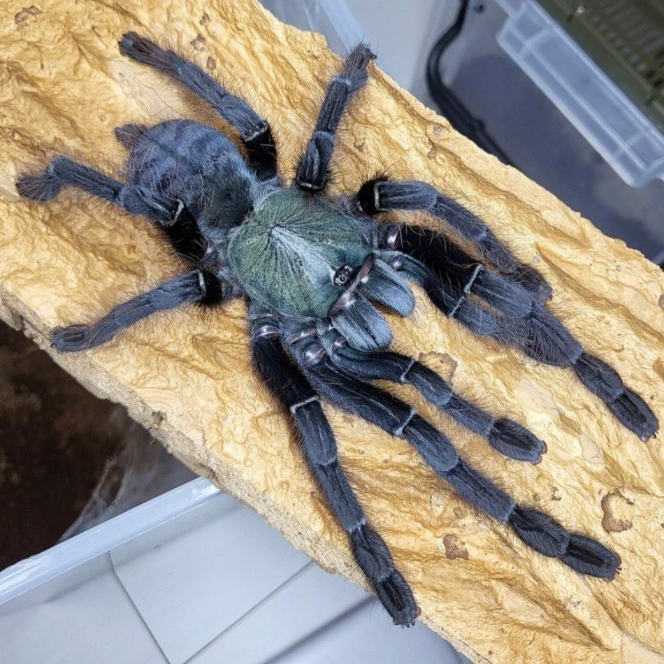 cyriopagopus-sp-valhalla-3.jpg