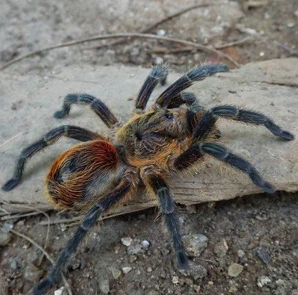 Euathlus sp. Fuego Sling 0.5cm