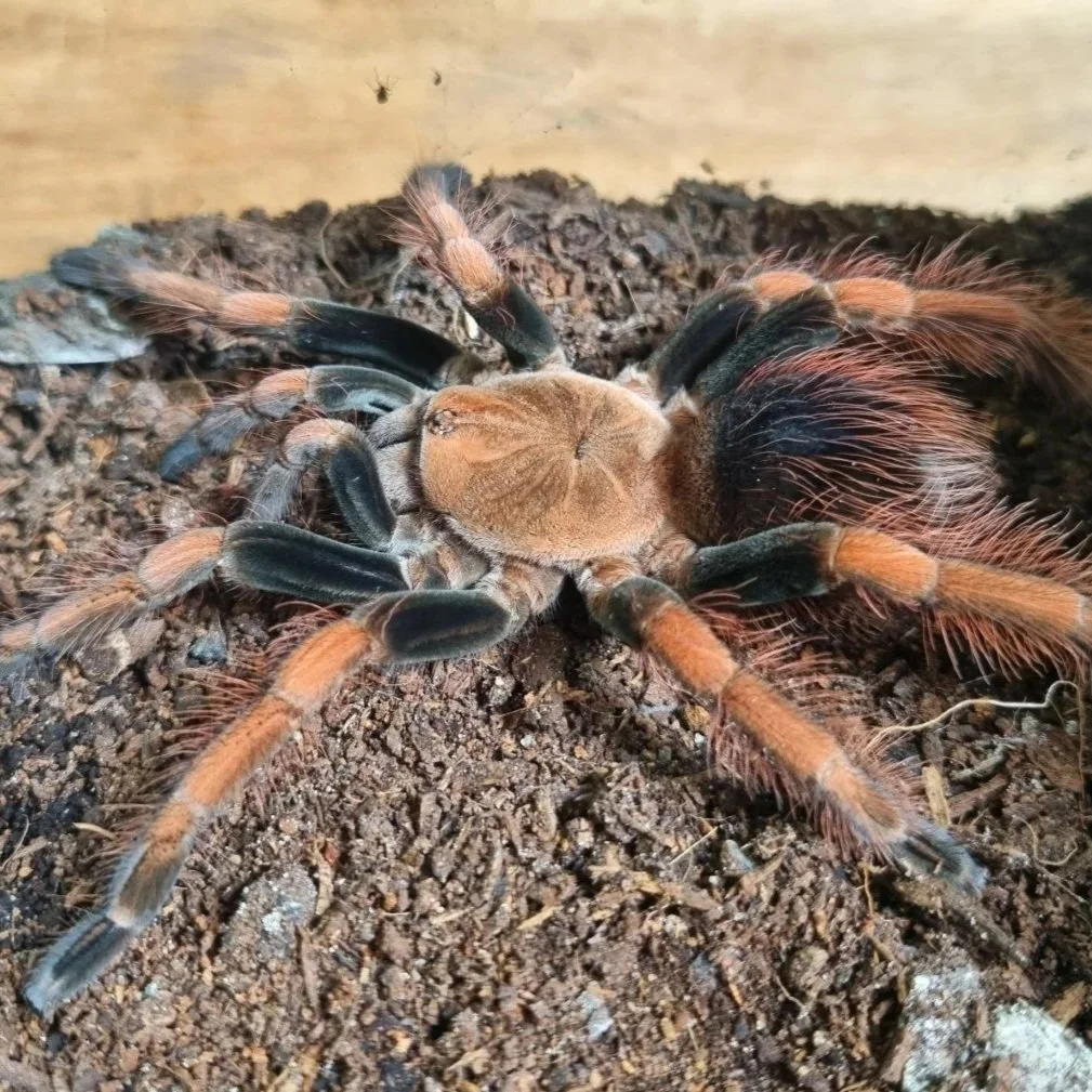 pamphobeteus-sp-light.jpg