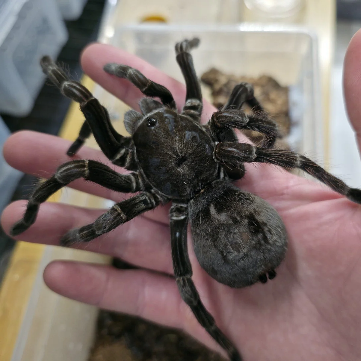 Pamphobeteus sp. Nigricolour (Ecuador) Adult Female