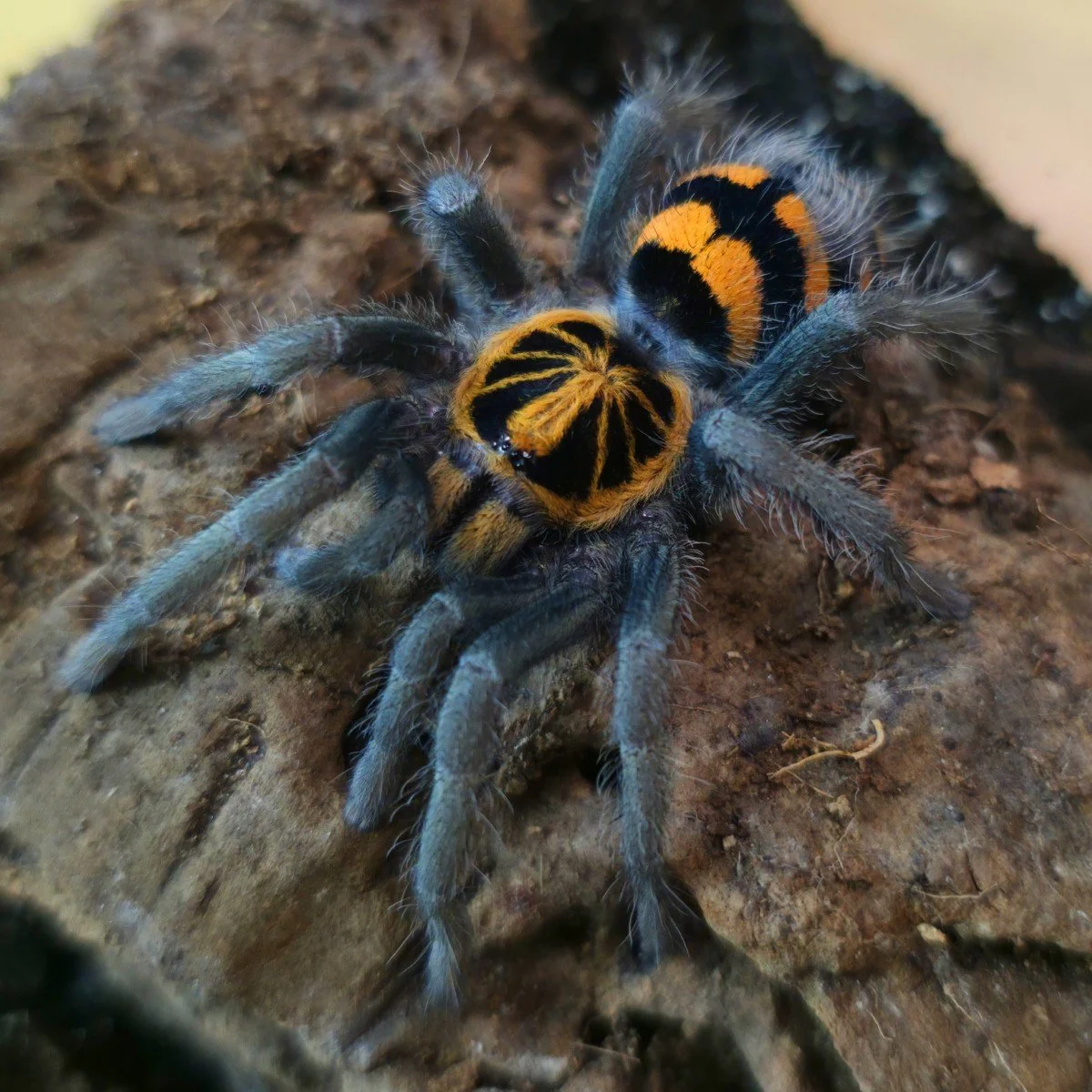 Hapalopus planetearth (ex. Theraphosinae sp. Yasuni) Juvenile Female 6cm