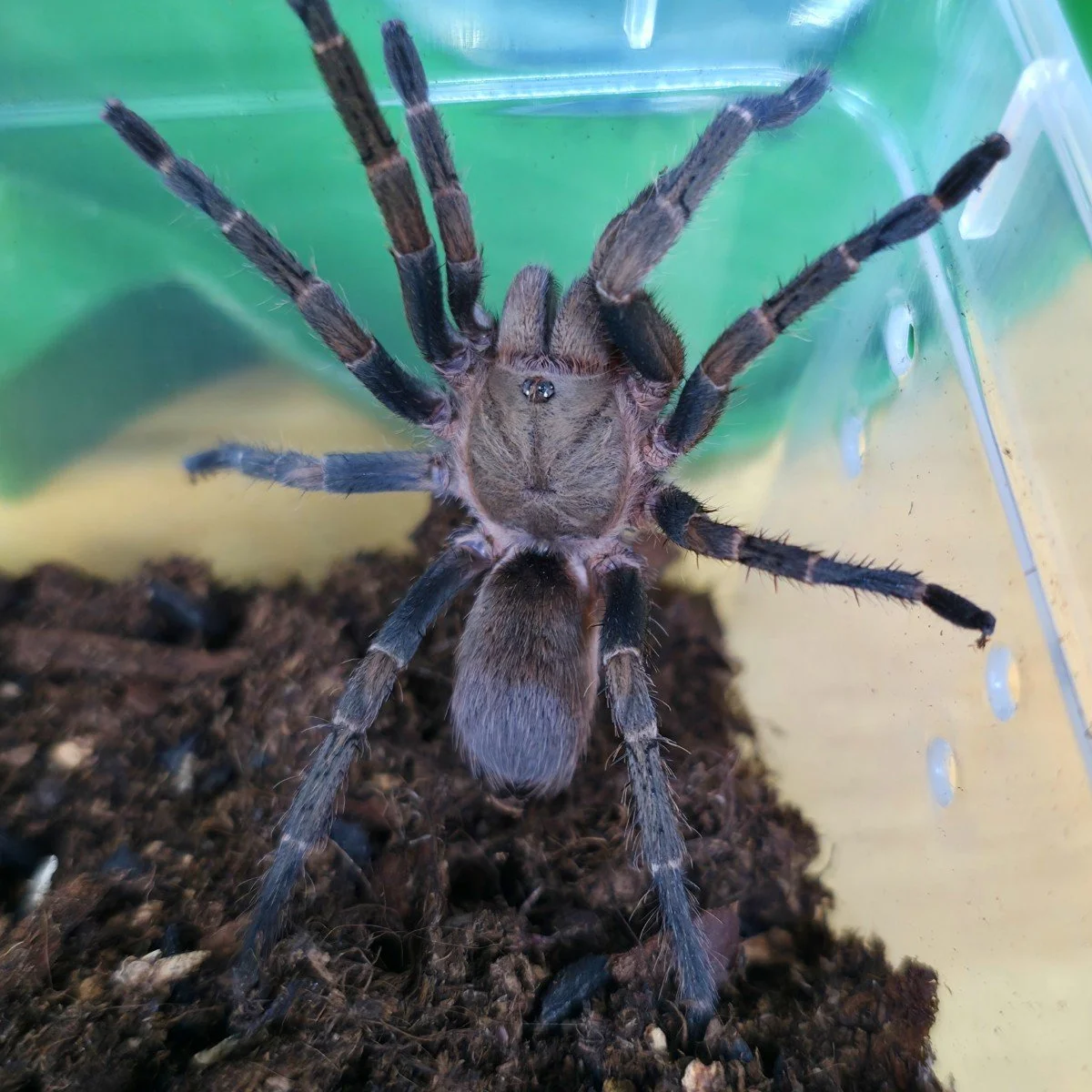 pseudhapalopus-sp-ecuador-azul-2.jpg