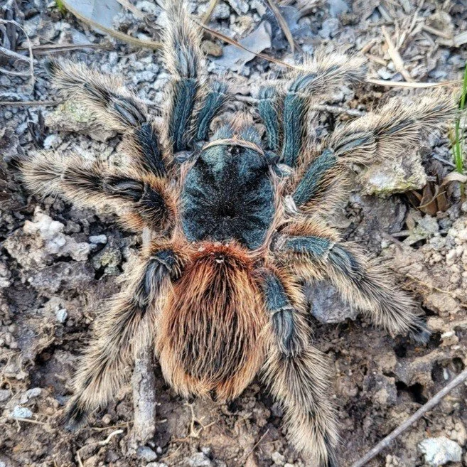 Lasiodora sertaneja Juvenile Female 8cm